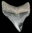 Serrated Chubutensis Tooth - Megalodon Ancestor #46147-1